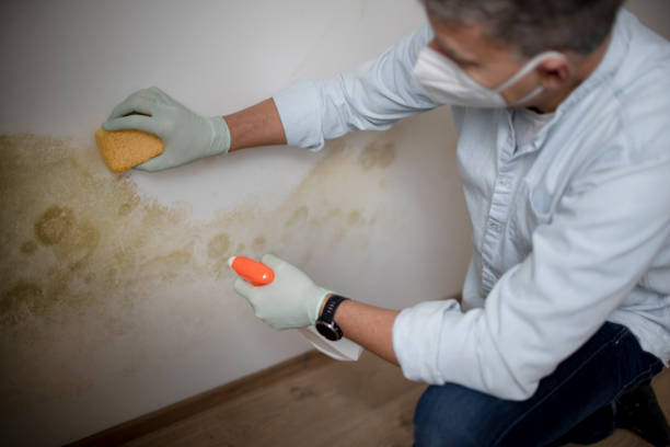 Best Industrial Mold Remediation in Clyde, OH