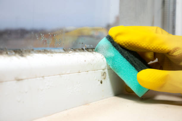 Best Post-Flood Mold Remediation in Clyde, OH