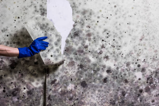 Best Basement Mold Remediation in Clyde, OH