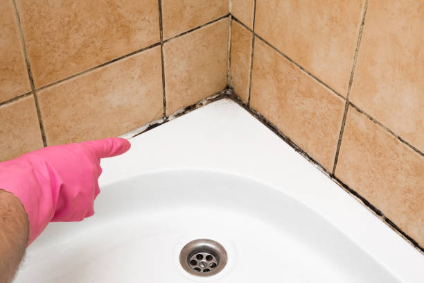 Best Attic Mold Remediation in Clyde, OH
